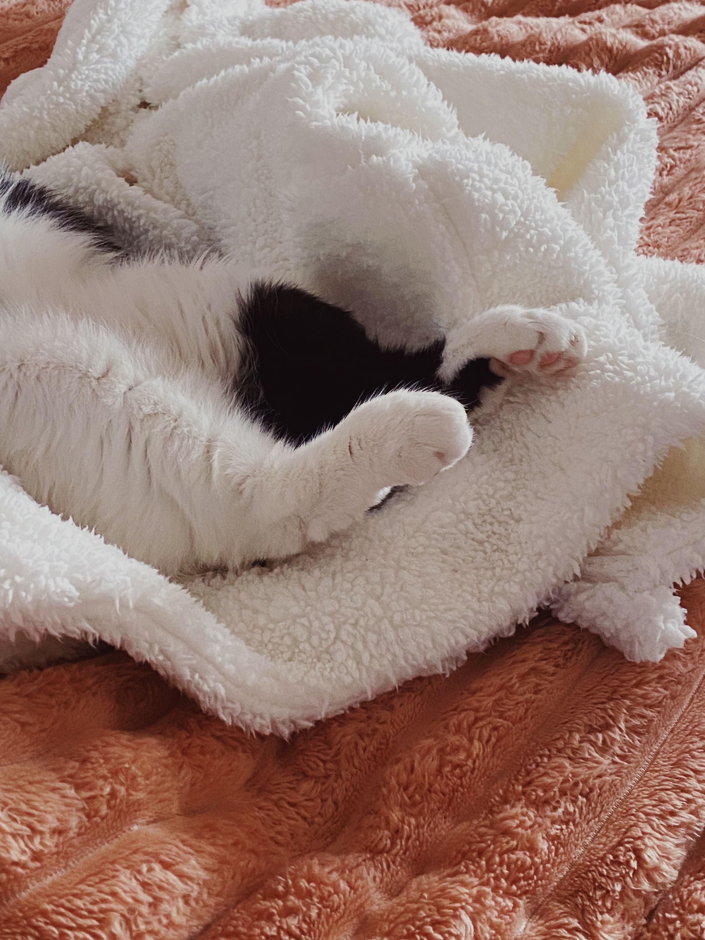 Kat genesteld in een zachte deken, warm en huiselijk