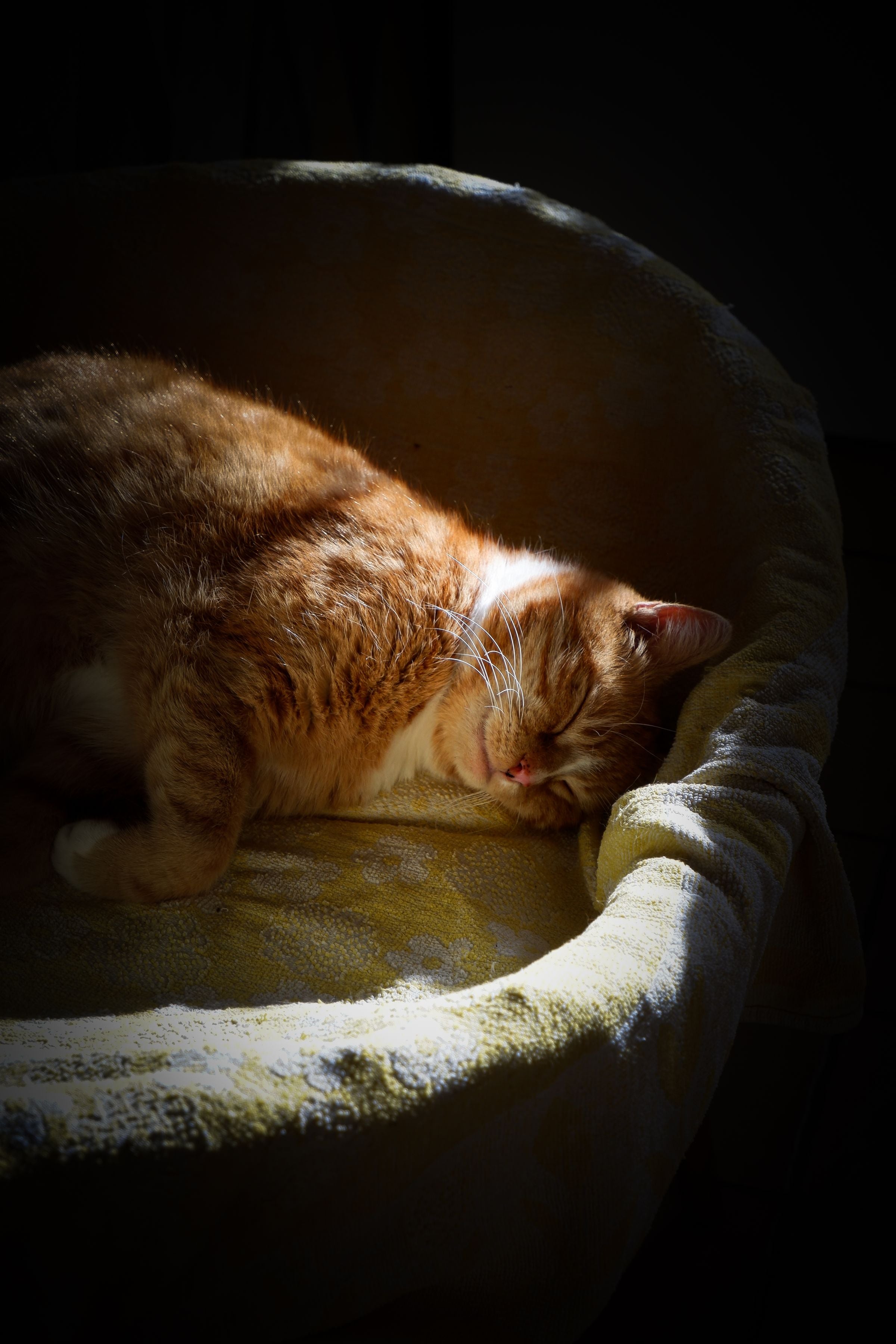 Rode kat slaapt in warm zonlicht op een rustige plek in huis